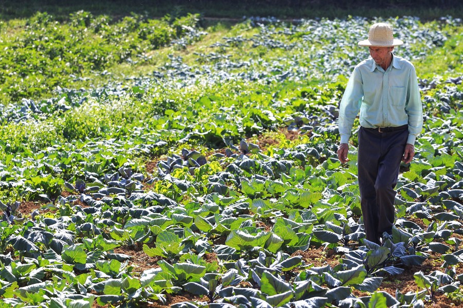 Imagem Ilustrando a Notícia: Supermercados ampliam controle sobre a produção de vegetais
