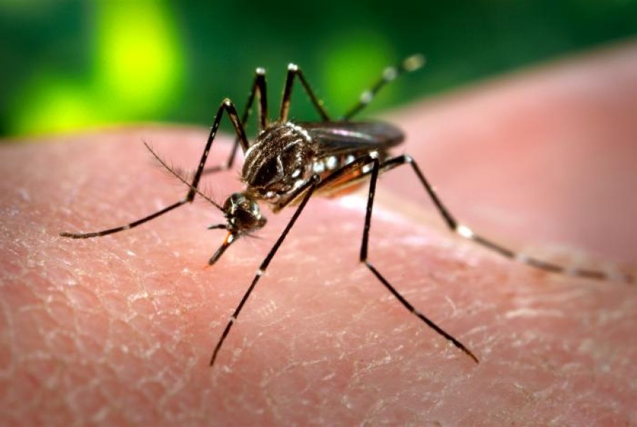 Imagem Ilustrando a Notícia: Jejum e reza para combater o mosquito