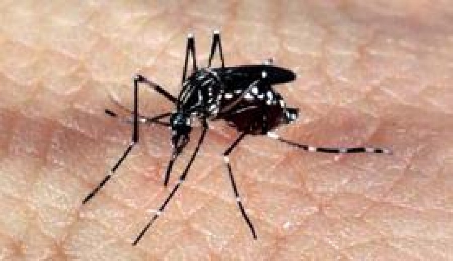 Imagem Ilustrando a Notícia: Zika: Costa Rica declara estado de emergência