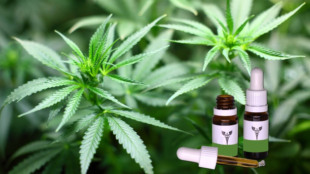 Imagem Ilustrando a Notícia: Saúde e economia podem se beneficiar com legalização da cannabis medicinal