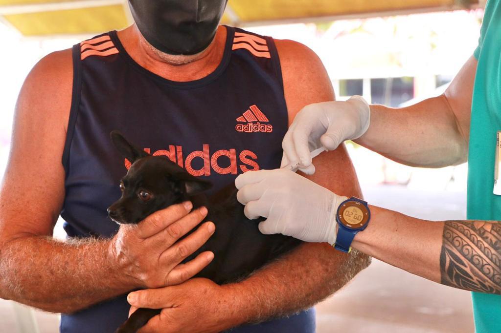 Imagem Ilustrando a Notícia: Senador Canedo já vacinou quase 1.500 animais na Campanha de Vacinação Antirrábica