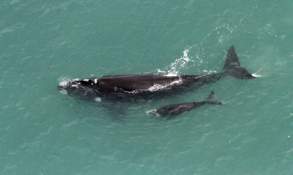 Imagem Ilustrando a Notícia: Baleia-franca nascida no Brasil é vista nas Ilhas Geórgia do Sul