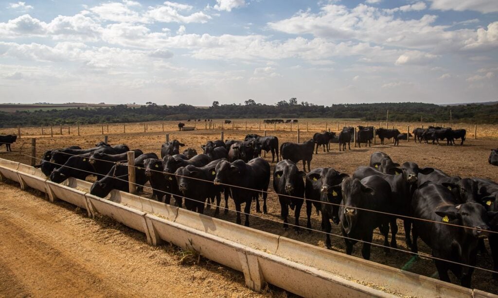Imagem Ilustrando a Notícia: Abate de bovinos no primeiro trimestre tem menor nível desde 2009; frangos e suínos quebraram recordes