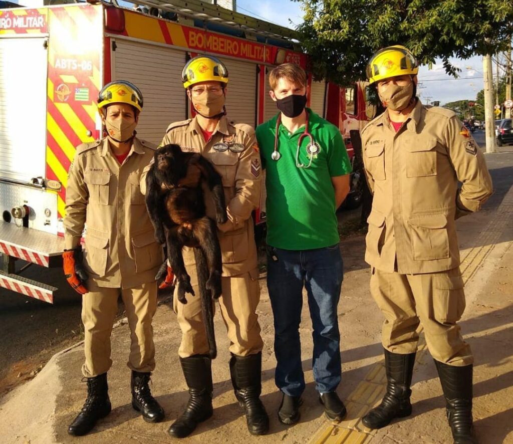 Imagem Ilustrando a Notícia: Corpo de Bombeiros resgata macaco no Setor Sul, em Goiânia