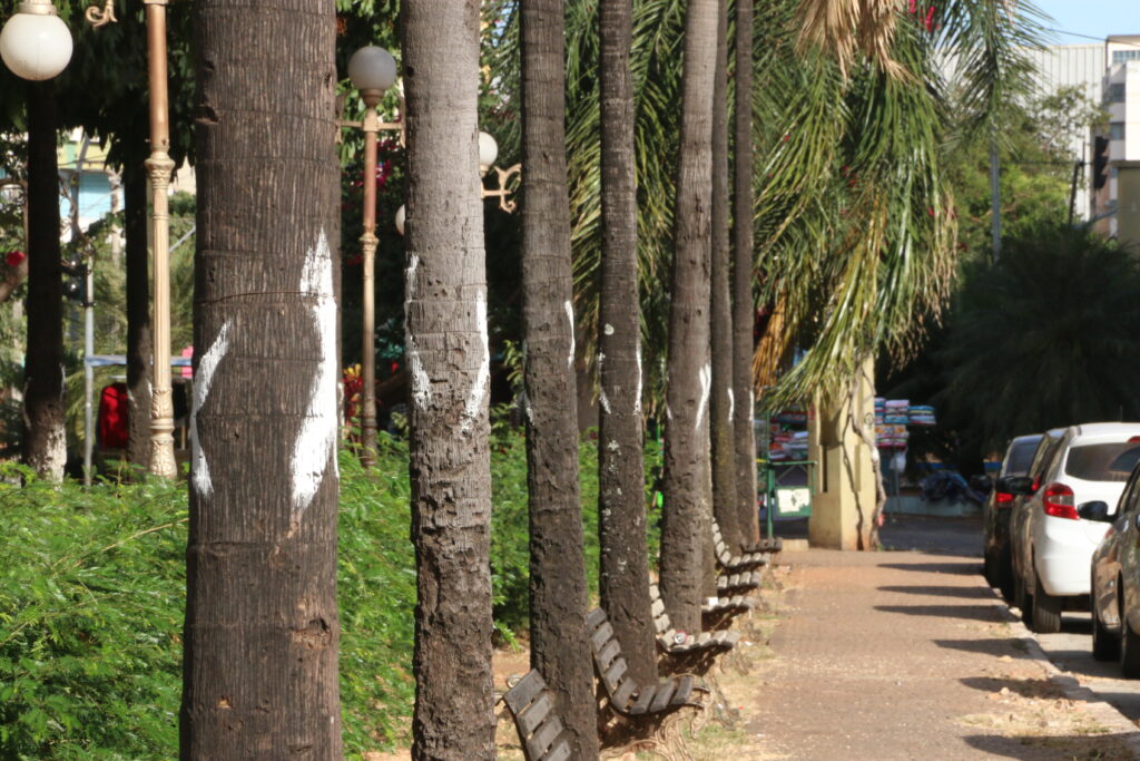 Imagem Ilustrando a Notícia: BRT pode derrubar mais de 100 árvores na Goiás