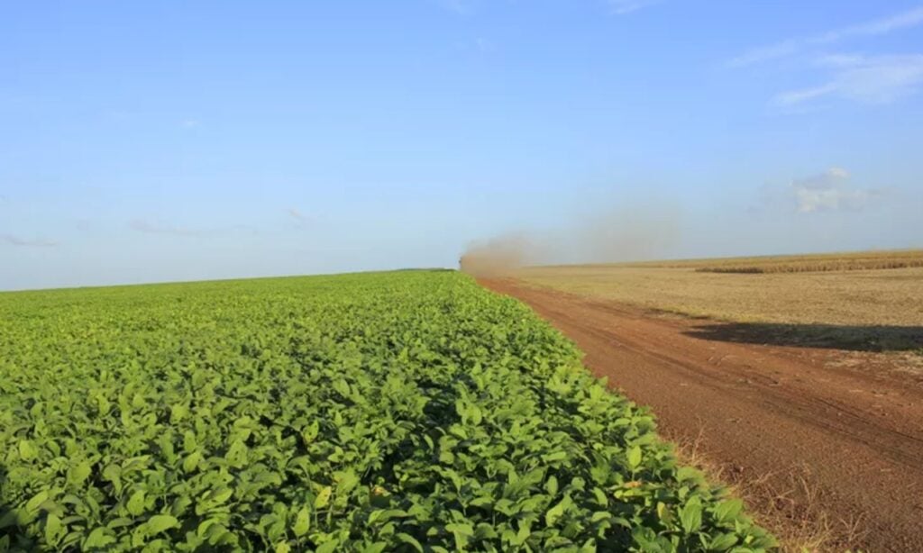 Imagem Ilustrando a Notícia: Goiás deve ser o maior produtor nacional de sorgo, girassol e tomate na safra 2020/2021, aponta Conab