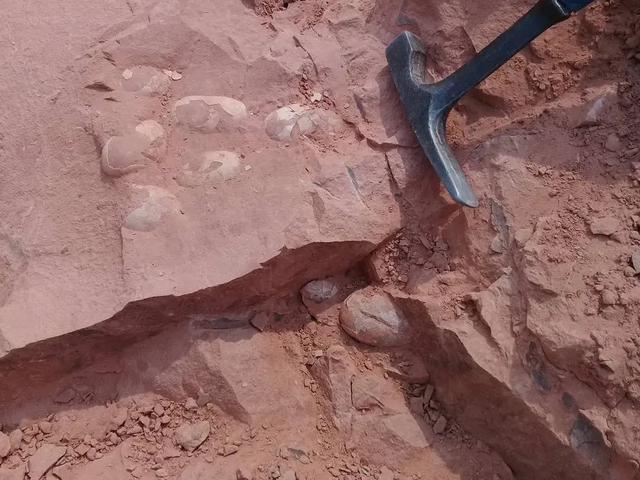 Imagem Ilustrando a Notícia: Paleontólogo encontra ovos de dinossauro no interior de São Paulo