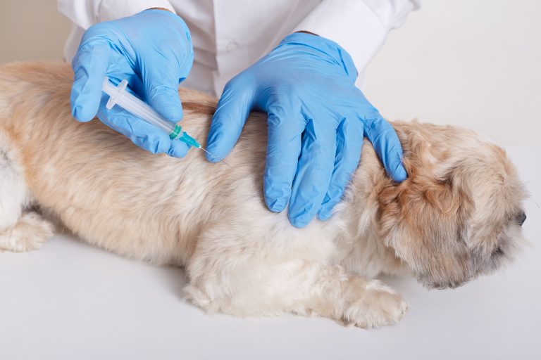 Imagem Ilustrando a Notícia: Pets podem vacinar contra a raiva o ano todo no Hospital Veterinário da UFG