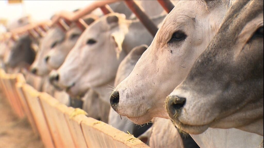 Imagem Ilustrando a Notícia: PCGO investiga venda de agrotóxicos usados na alimentação de gado