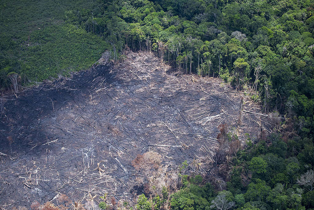 Imagem Ilustrando a Notícia: Multas pagas por crimes ambientais na Amazônia caem 93% durante o governo Bolsonaro