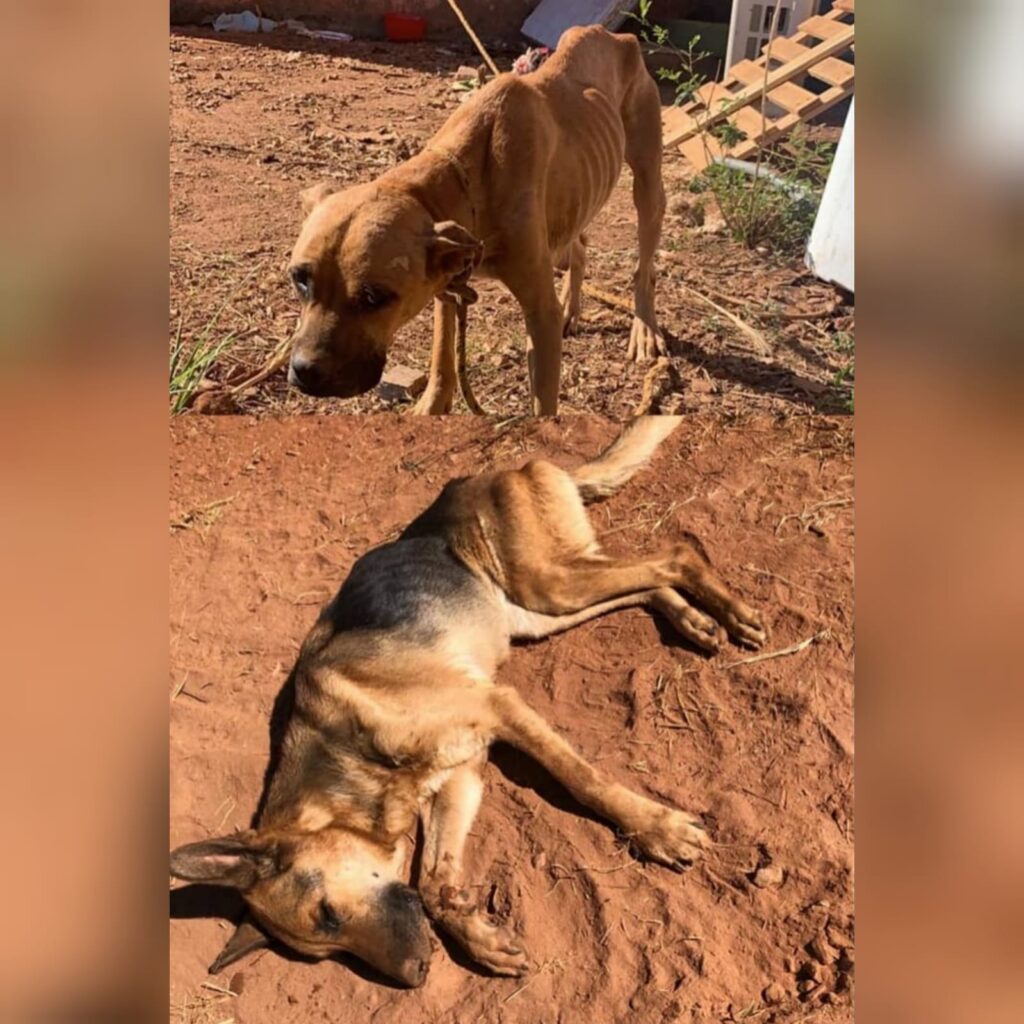Imagem Ilustrando a Notícia: 11 cachorros são resgatados e criador é preso suspeito de maus-tratos em Goiânia