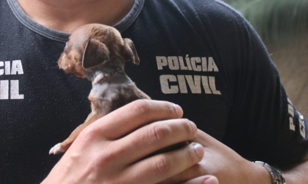 Imagem Ilustrando a Notícia: Delegado adota filhote de cão sobrevivente de ataque de vizinho