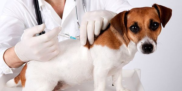 Imagem Ilustrando a Notícia: Goiânia realiza  vacinação contra raiva animal neste sábado