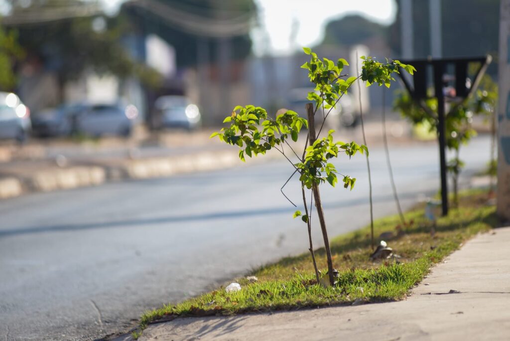 Imagem Ilustrando a Notícia: Mais de 25 mil árvores devem ser plantadas em Goiânia para compensar as retiradas pelo BRT Norte-Sul