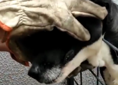 Imagem Ilustrando a Notícia: Corpo de Bombeiros resgata cão que ficou preso em grade de metal
