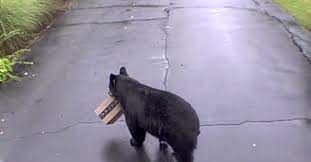 Imagem Ilustrando a Notícia: Urso furta pacote deixado por entregador em varanda de casa nos EUA