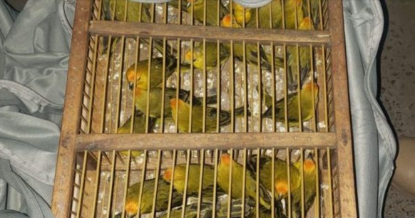 Imagem Ilustrando a Notícia: Mais de 600 pássaros silvestres são recuperados em operação do COD