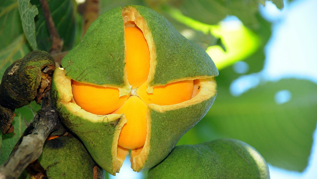 Imagem Ilustrando a Notícia: Clonagem de pequi: Emater e Embrapa firmam parceria para pesquisas sobre o fruto