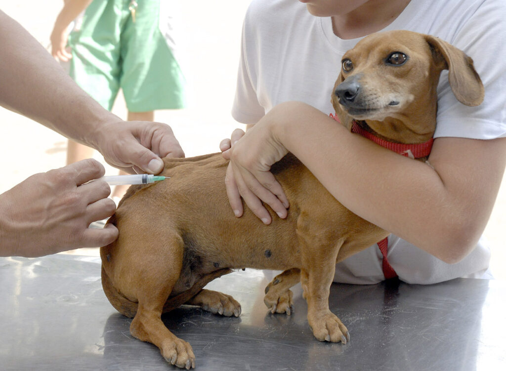 Imagem Ilustrando a Notícia: Goiânia inicia campanha de vacinação contra raiva animal