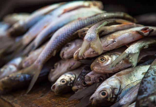 Imagem Ilustrando a Notícia: Cidade do Amazonas determinou medida de restrição no consumo de peixes após surto de ‘Doença da Urina Preta’
