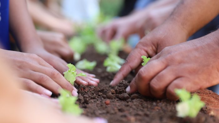 Imagem Ilustrando a Notícia: Programa de criação de hortas comunitárias e compostagem é aprovado na Câmara