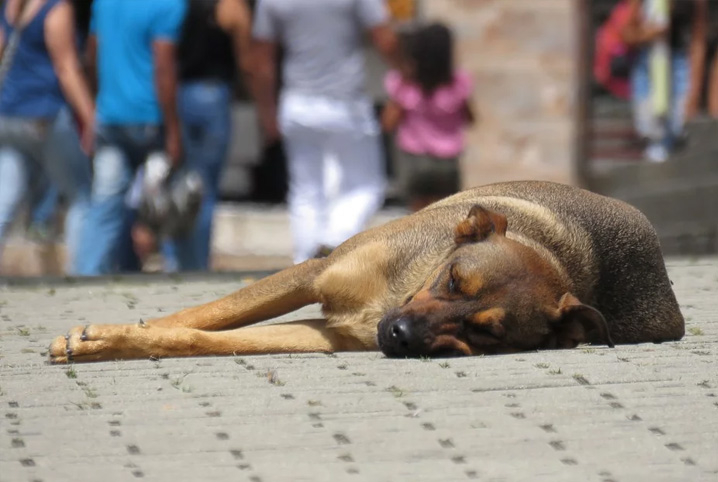 Imagem Ilustrando a Notícia: STF proíbe sacrifício de pets apreendidos por maus-tratos; saiba como Goiânia e Aparecida lidam com a situação