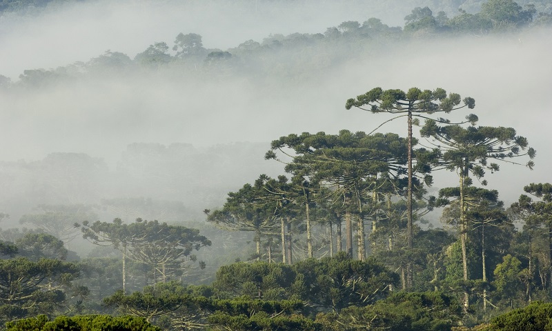Imagem Ilustrando a Notícia: Brasil é líder em ranking global de espécies de árvores ameaçadas de extinção