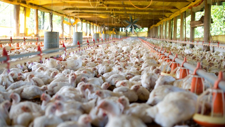 Imagem Ilustrando a Notícia: Goiás apresentou crescimento no abate de frangos, bovinos e suínos, revelam dados do IBGE