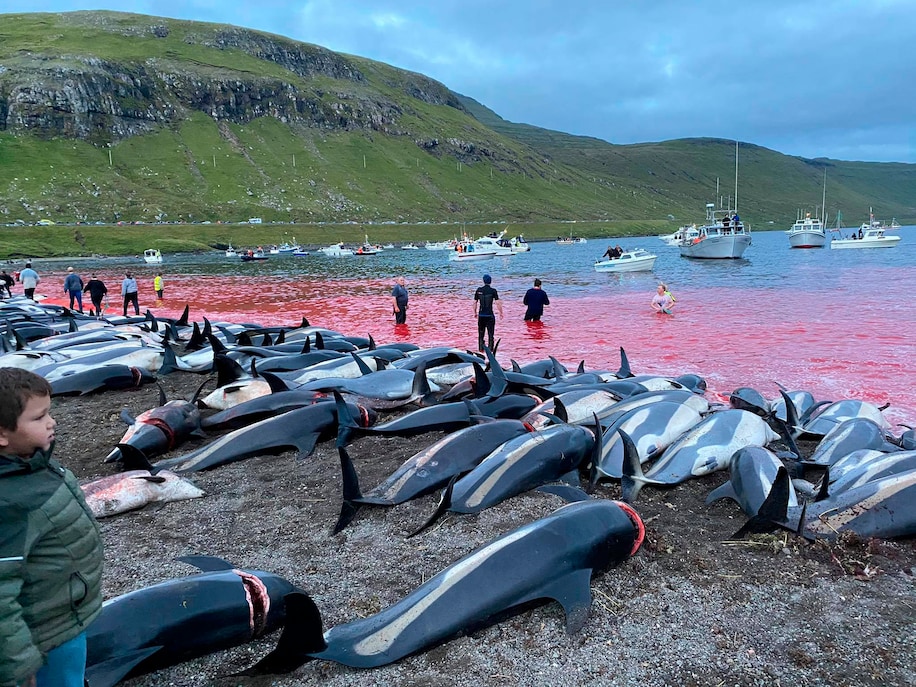Imagem Ilustrando a Notícia: Massacre de quase 1.500 golfinhos desperta protestos sobre a caça tradicional nas Ilhas Faroe