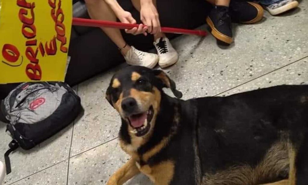 Imagem Ilustrando a Notícia: Morre cão querido na UFG, que ‘roubou’ osso de laboratório, em 2019