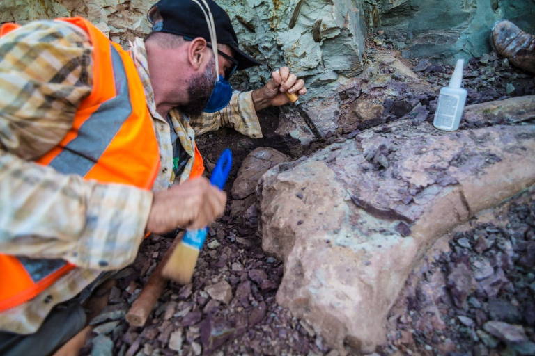 Imagem Ilustrando a Notícia: Fóssil de dinossauro desconhecido é encontrado durante obra no Maranhão, entenda o caso