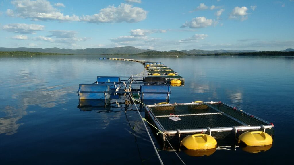 Imagem Ilustrando a Notícia: Com produção de 2.5 ton/ano, Minaçu se destaca na piscicultura nacional