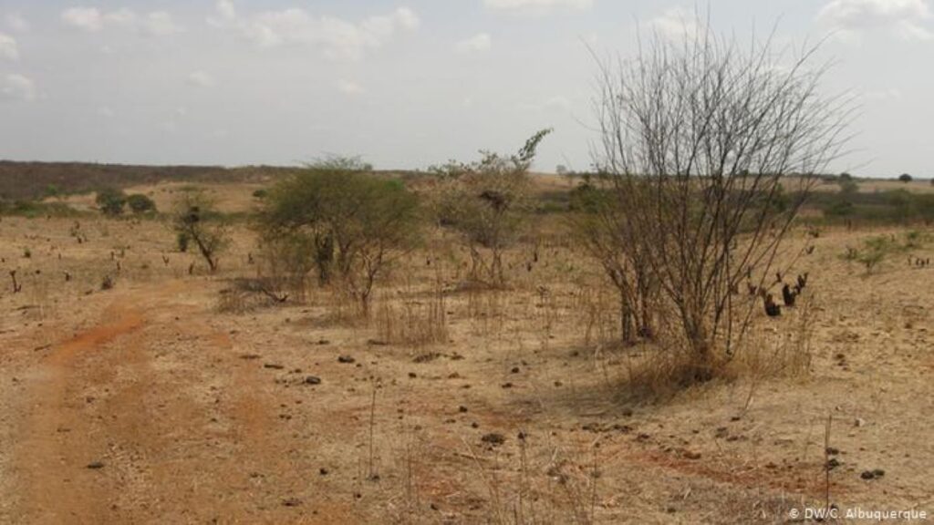 Imagem Ilustrando a Notícia: Como o Cerrado goiano pode virar deserto devido desmatamento descontrolado