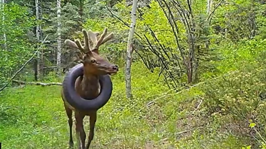 Imagem Ilustrando a Notícia: Entenda o caso do cervo que carregou um pneu por pelo menos dois anos em seu pescoço