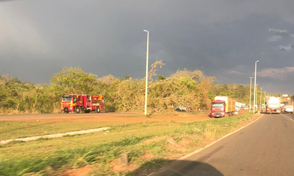 Imagem Ilustrando a Notícia: Ventania provoca queda de árvore na GO-020, em Goiânia sentido Bela Vista de Goiás