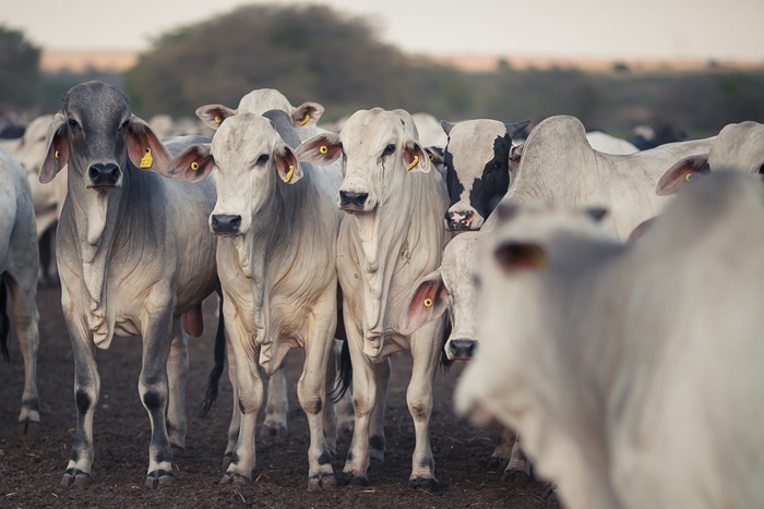Imagem Ilustrando a Notícia: Veja como o rebanho de bovinos tem crescido em Goiás
