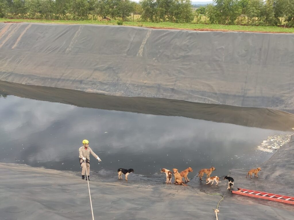 Imagem Ilustrando a Notícia: Bombeiros resgatam cães que caíram no tanque de chorume do aterro sanitário em Goiás