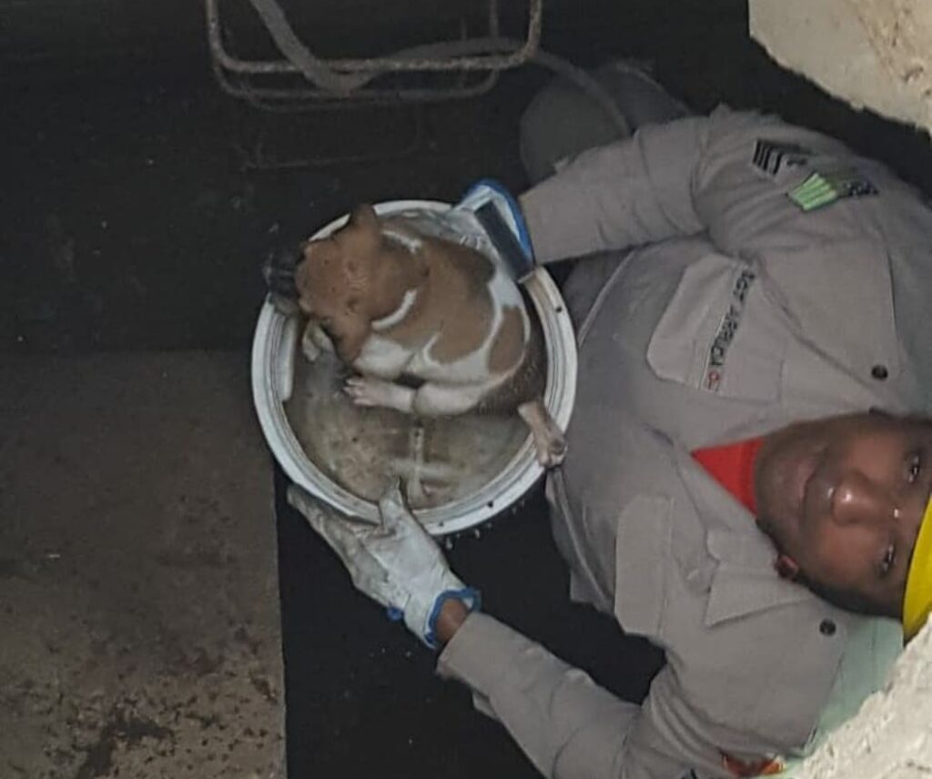 Imagem Ilustrando a Notícia: Filhote de cachorro é resgatado por Corpo de Bombeiros após cair em galeria pluvial