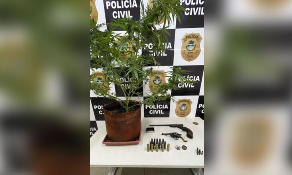 Imagem Ilustrando a Notícia: PC-GO encontra pé de maconha e duas armas de fogo em casa de alto padrão, em Morrinhos