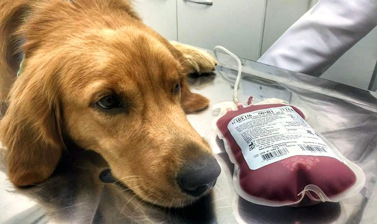 Imagem Ilustrando a Notícia: Projeto de lei prevê criação de bancos de sangue veterinários em Goiás