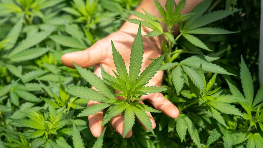 Imagem Ilustrando a Notícia: Pesquisa mostra que cannabis aumenta satisfação sexual e ajuda em orgasmos múltiplos