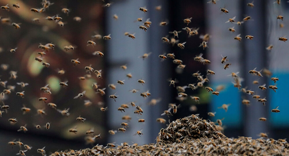 Imagem Ilustrando a Notícia: Cada vez mais frequentes: entenda o que leva ao aumento de enxames e ataques de abelhas