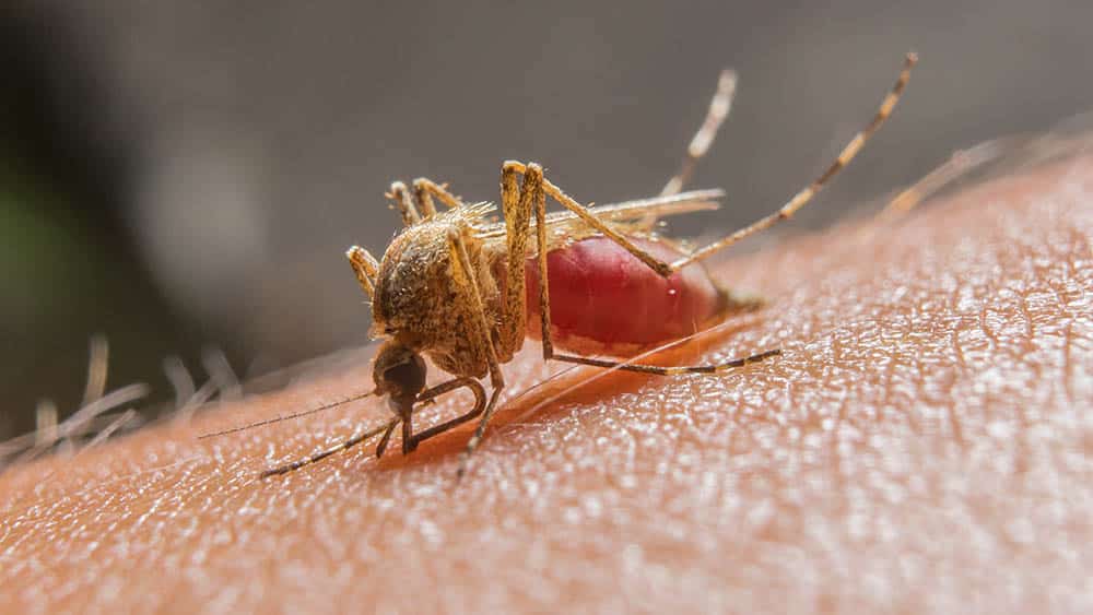 Imagem Ilustrando a Notícia: OMS toma decisão histórica e aprova a ampla vacinação contra a malária