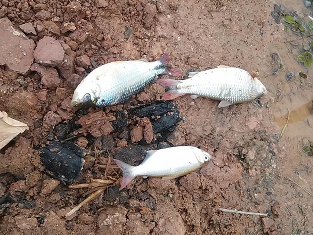 Imagem Ilustrando a Notícia: Agrotóxicos e minérios podem ser a principal causa da morte de peixes no Rio dos Bois