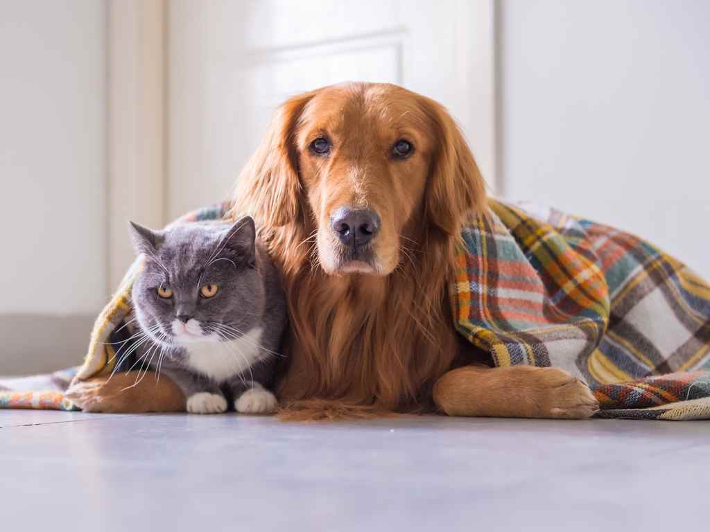 Imagem Ilustrando a Notícia: Lei que proíbe eutanásia de cães e gatos saudáveis por órgãos de zoonose e canis é sancionada
