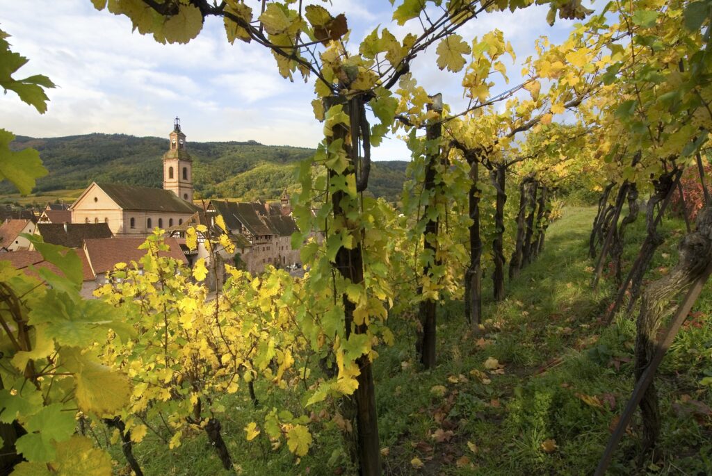 Imagem Ilustrando a Notícia: A região francesa da Alsácia e seus vinhos
