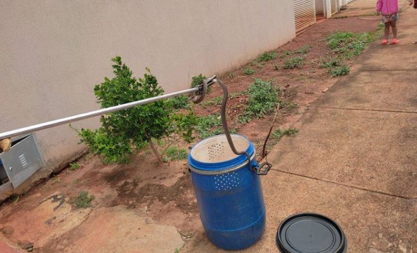 Imagem Ilustrando a Notícia: Bombeiros capturam cobra-cipó que estava na caixa d’água de uma residência em Goianésia