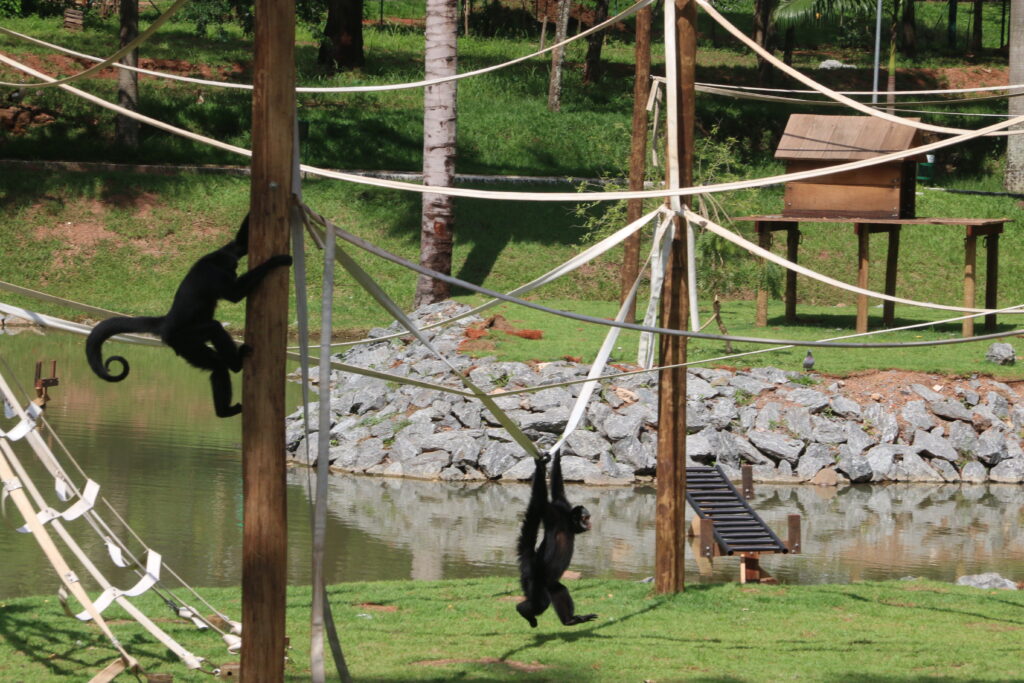 Imagem Ilustrando a Notícia: Macacos voltam para antigo abrigo após 40 anos sem reforma