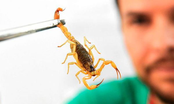 Imagem Ilustrando a Notícia: Com cinco óbitos em crianças, cresce registro de acidentes com escorpiões em Goiás