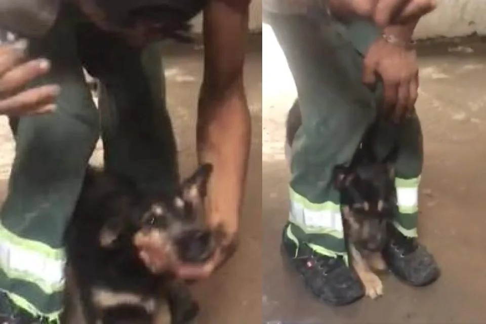 Imagem Ilustrando a Notícia: Suspeito de colocar cocaína no focinho do cachorro é preso em Cubatão (SP); veja o vídeo